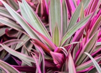 Ý nghĩa phong thủy của cây huyết dụ